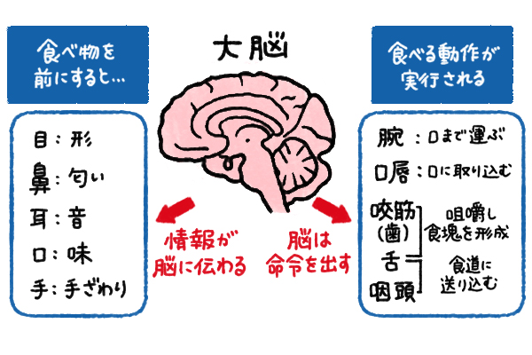 老化と摂食嚥下障害 「口から食べる」を多職種で支えるための